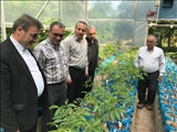 بازدید فرماندار خلخال از گلخانه تولید نهال نمونه گردو از ارقام چندلر و فرنور  در روستای ارسون خلخال